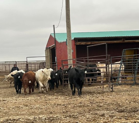 pasture