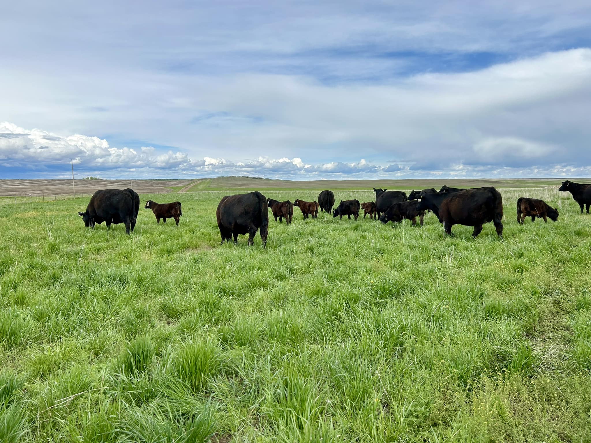 herd